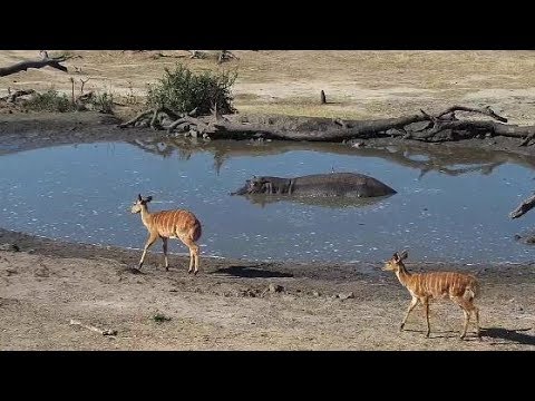 Djuma: Hippo, Lapwings, Nyalas and Impalas - 15:19 - 10/12/19