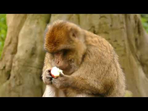 monkeys beautiful Laugh and rejoice your day happy