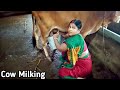 Indian Village Life Cow Milking