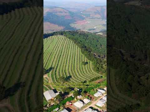 Desvendando o Brasil - São Joaquim, Santa Catarina. #brasil #turismo #conhecendolugares #fyp