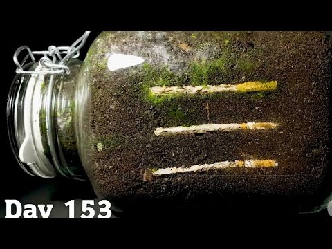 Feeling grounded with a cigarette in soil!#timelapse ,#trending