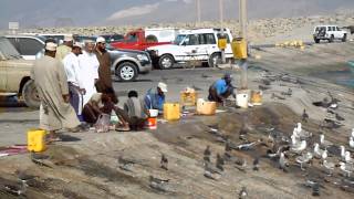 preview picture of video 'Kalasatama / Fishing habour / Mirbat, Oman 2011'