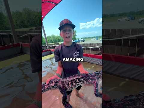 🐊 Insane Louisiana Alligator Biology #louisianacrawfish #louisiana #gators #swamp #crawkid