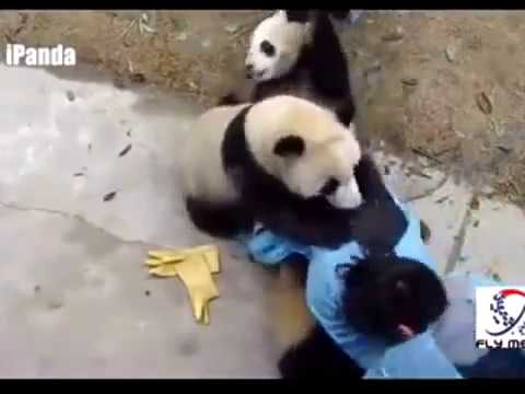 Cute Panda Attack