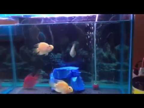 Parrot fish feeding