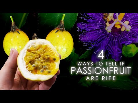 How to Tell When Passionfruit is Ripe