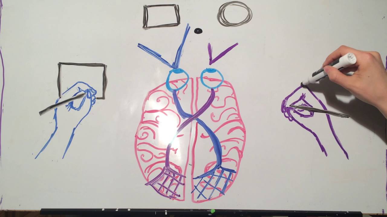 Brain Lateralization by Emilienne