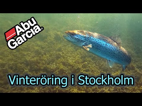 Vinteröring i Stockholms skärgård