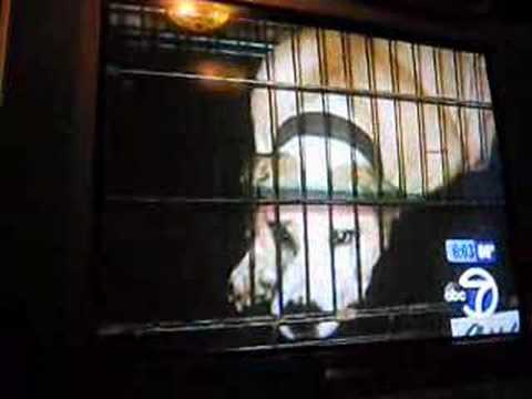 Karitza kat chanel 7 news dogABUSE