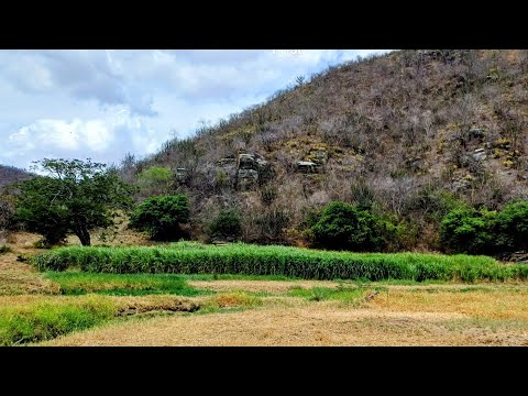 CAPIM IRRIGADO NO RIO PARAIBA, SALVAÇÃO PARA O REBANHO NA ESTIAGEM. 