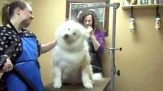 Dog Grooming