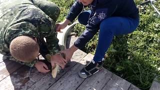Где можно поймать осетра в россии