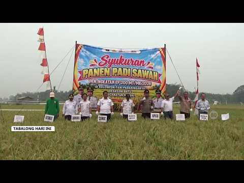 Petani Lok Batu Kewalahan Panen 25 Hektare, Combine Harvester Jadi Harapan