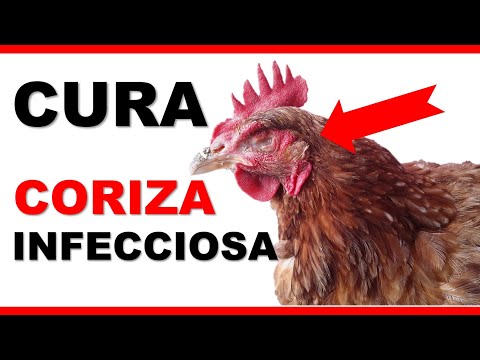 , title : '🐓Como curar enfermedad de CORIZA INFECCIOSA en pollos'