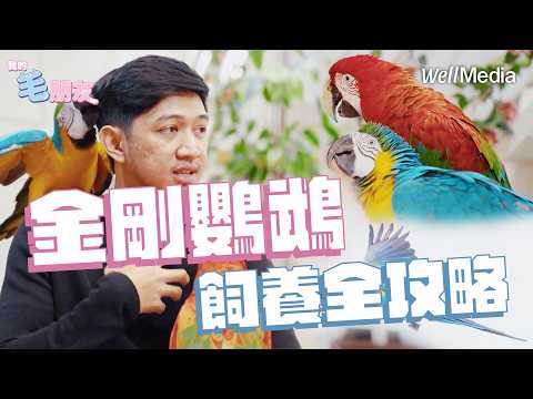 金剛鸚鵡飼養攻略!10萬塊放飛 真的會回來嗎?鸚鵡訓練秘訣【我的毛朋友】EP11