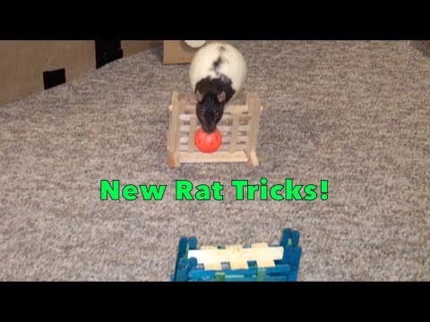 New Rat Tricks!
