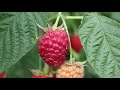 Raspberry