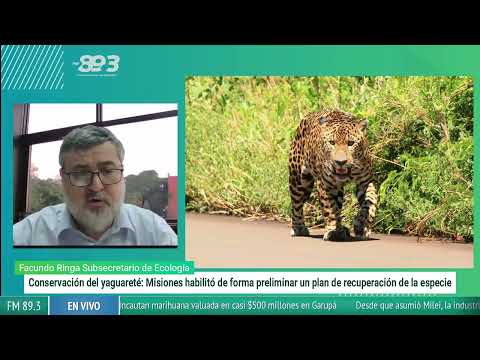 Misiones avanza con un plan histórico para repoblar la selva con yaguaretés