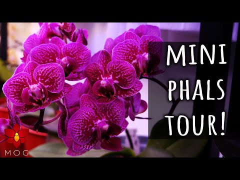 , title : 'Tons of blooms on my Mini Phalaenopsis Orchids & this is how I got them!'