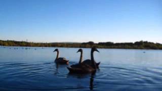 Spanish Flea-Herb Alpert