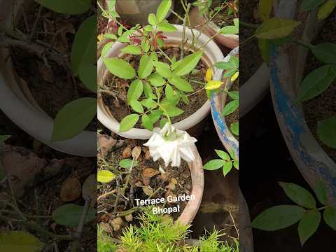 Terrace Garden #youtubeshorts#viral#shors#ytshrts#mukund