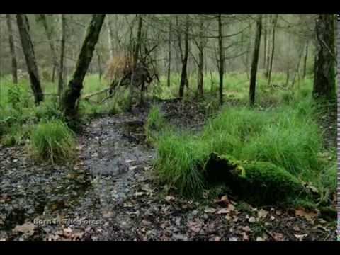 Silence of the Forest - The Music of Brian Horton