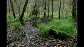 Silence of the Forest - The Music of Brian Horton