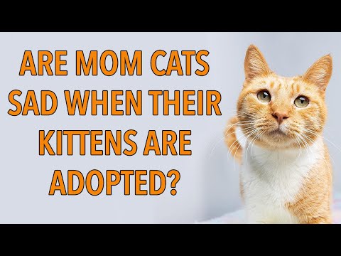 Do Mom Cats Miss Their Kittens After Adoption? - YouTube