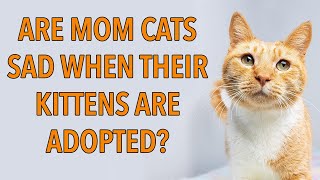Do Mom Cats Miss Their Kittens After Adoption?