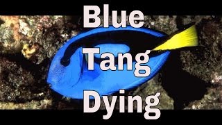 blue tang is breathing fast, hiding and not eating, laying on her side.