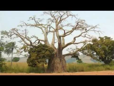 ORCHESTRE NOVELTY - JOSEPHINE