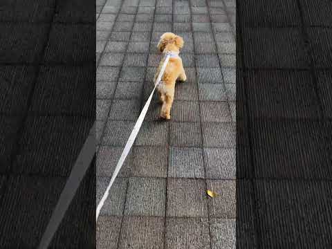 経営学科 排水口が気になるトイプードル11ヶ月 #toypoodle #トイプードル #puppy