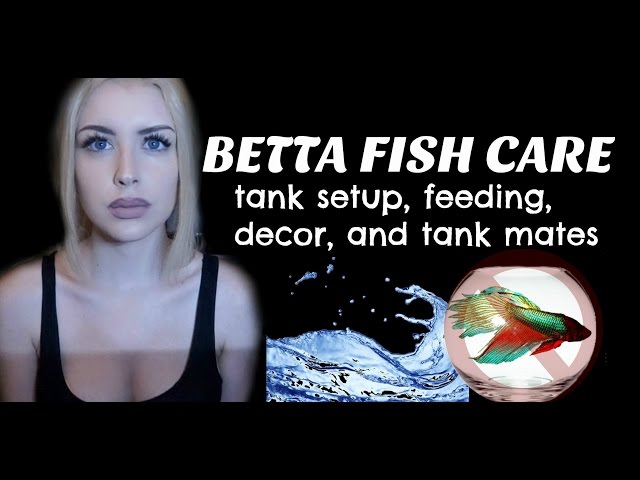 LET'S TALK ABOUT BETTA FISH (Care Guide)