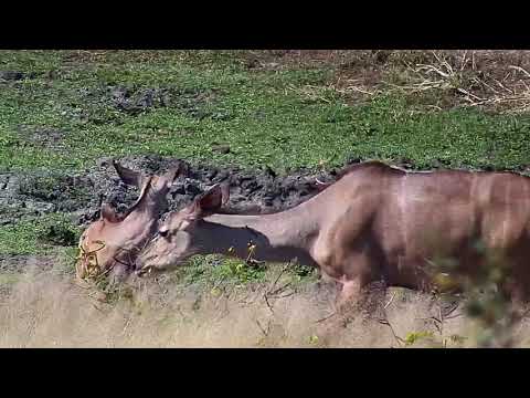 Djuma: Kudus - 13:00 - 05/06/19