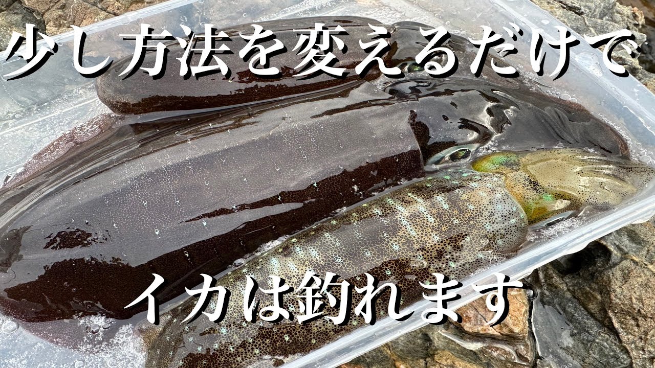 【エギング】エギもシャクリ方も変えないで釣る方法をお伝えします