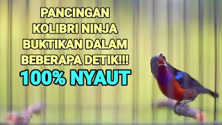 Download lagu PANCINGAN KOLIBRI NINJA FULL TEMBAKAN BIKIN KONIN LAIN IKUT GACOR LANGSUNG EMOSI‼️ mp3