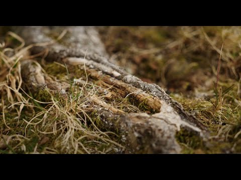 Extract from the Prologue to VÅR: the Story of Hervor