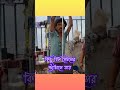 Celebrity Chawla In India Dolly Chawla Shortsfeed Tranding Bill Gates Viral Dollychaiwala