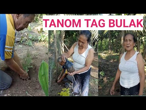 Kapamilya mag tanum tag mga bulak diri sa kilid sa kural diri sa balay Bilay Family vlogs
