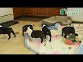 Boston Terrier dogs for sale: Comet - Video 2