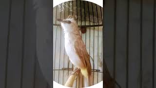 Download lagu suara pikat trucuk betina manggil jantan ampuh 100% mp3