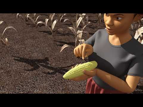 Complete Guide For Profitable Maize Production