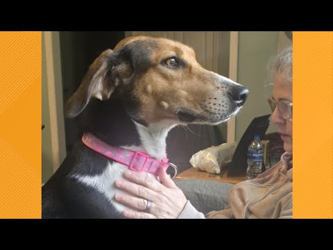 Pet on the Set | Meet Lexi - YouTube