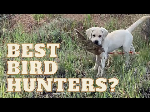 Best Dog Breeds for Bird Hunting