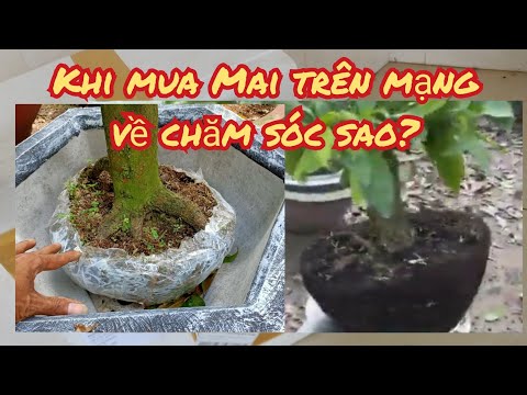 yellow apricot care | How to care for apricot trees bought online?