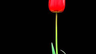 Boys Don&#39;t Cry- Friends With Benefits.wmv