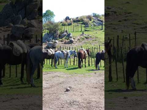 Campo Baccanas Coloradas, Valle fértil, San Juan. Argentina