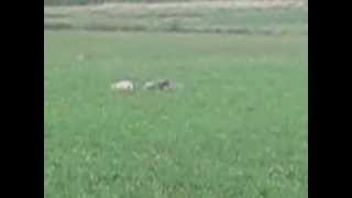 Grifoni Vandeani su lepre