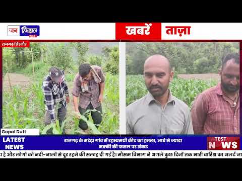 Rajgarh में मक्की की फसल पर अज्ञात कीट का हमला, किसान परेशान