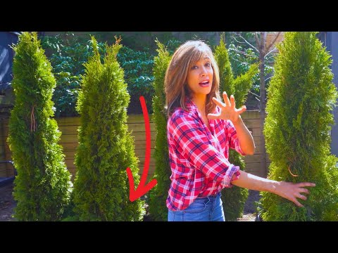 Planting Arborvitaes | Secret To Getting Hedges That Thrive 